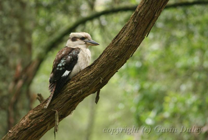 Kookaburra, Sherbrook Park.JPG